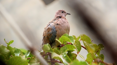 يوسف الصالحي