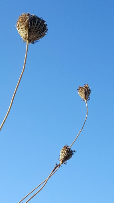 روان نااصر الدين