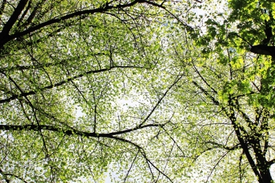 عرين النتشة