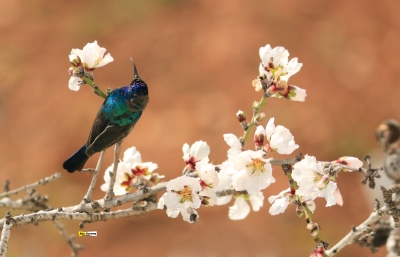 صالح ابو كرم