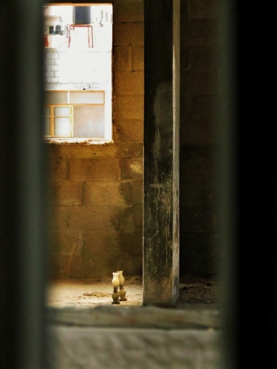 آية املرتبيعي