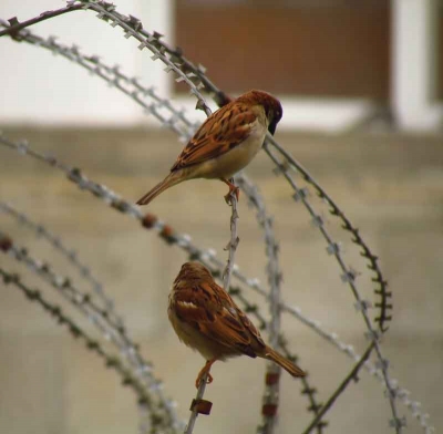 هنادي كرسوع