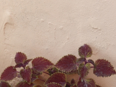 ميساء الشاعر