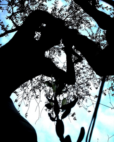 أحمد جوابرة