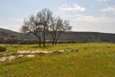 ميساء الشاعر