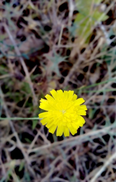 أحمد جوابرة